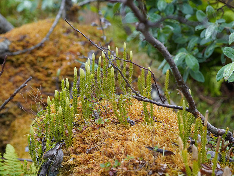 Lycopodium annotinum alpestre