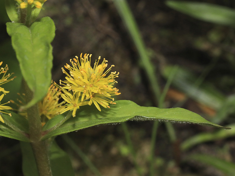 Lysimachia thyrsiflora