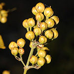 Lysimachia vulgaris - Gewöhnlicher Gilbweiderich