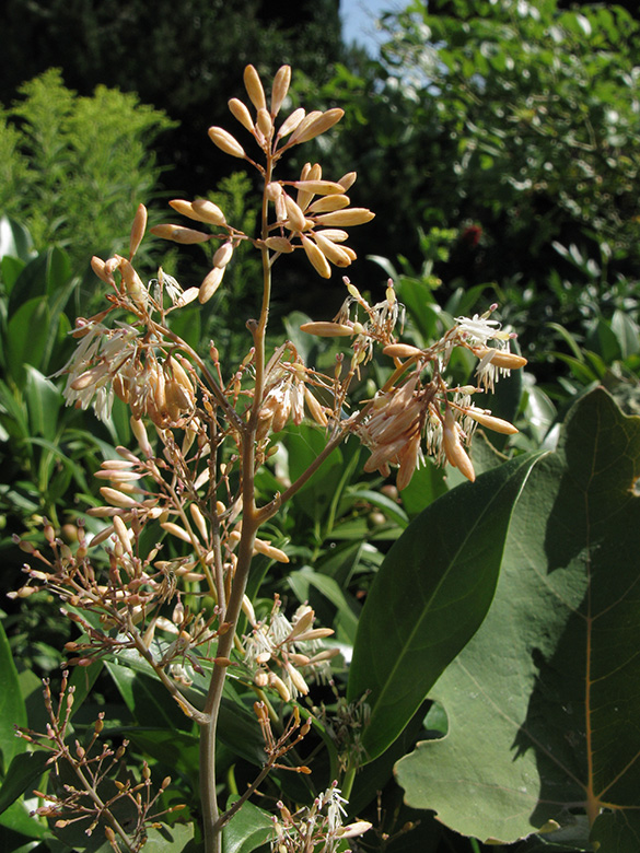 Macleaya cordata