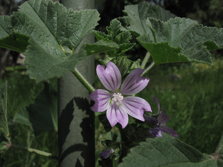 Malva multiflora