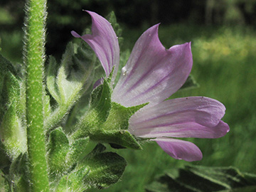 Malva multiflora