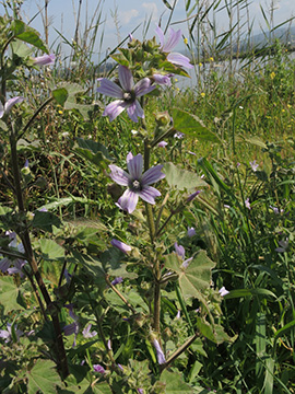 Malva multiflora