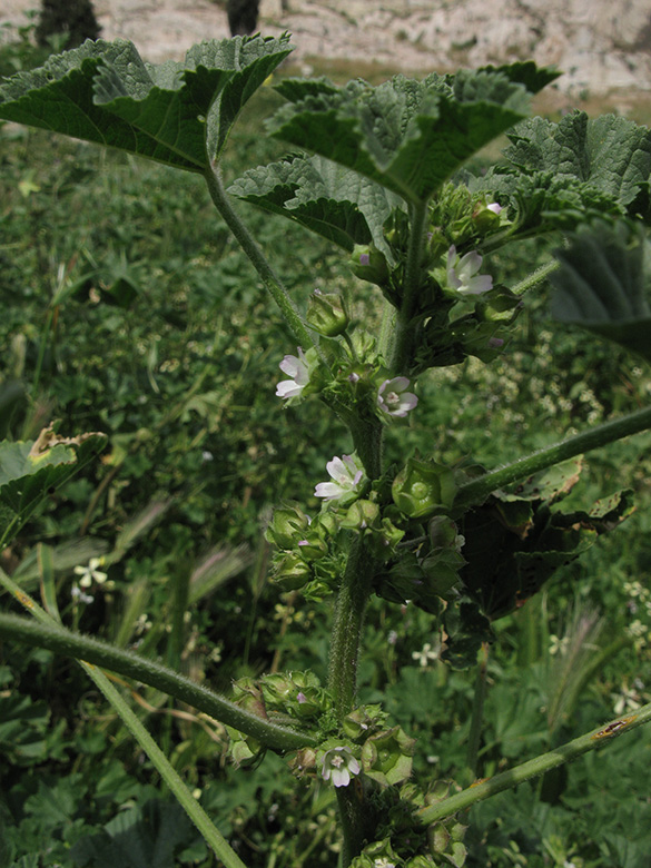 Malva parviflora