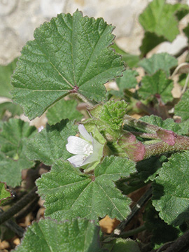 Malva parviflora