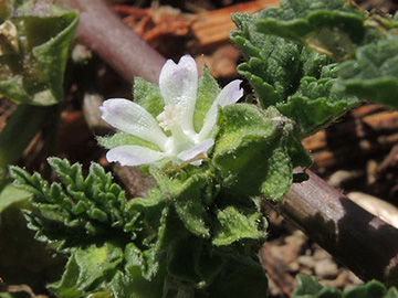 Malva parviflora