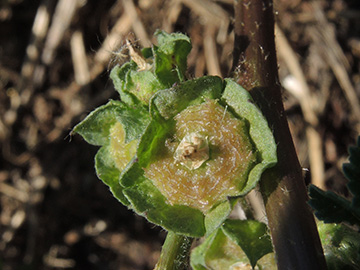 Malva parviflora