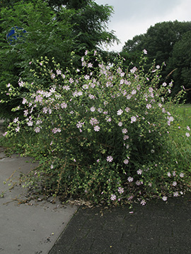 Malva thuringiaca