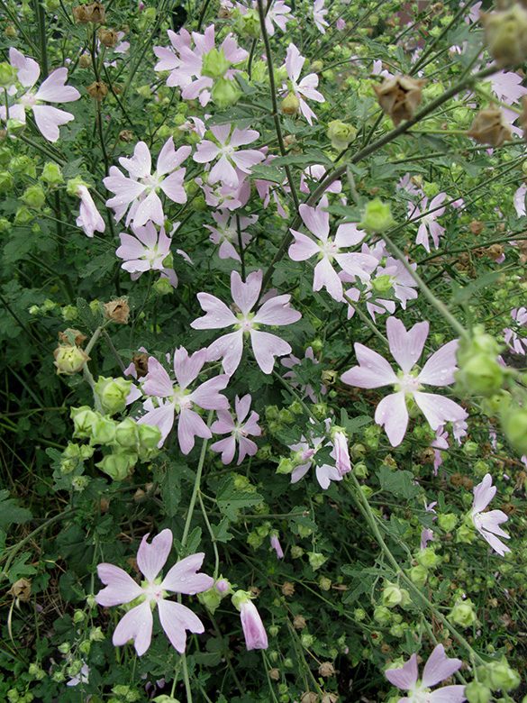 Malva thuringiaca