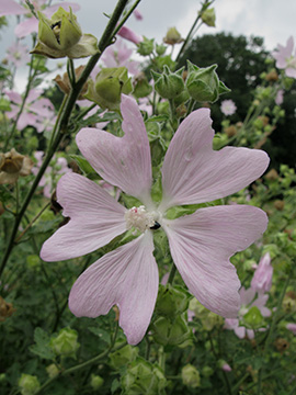 Malva thuringiaca
