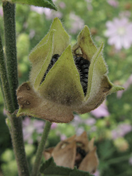 Malva thuringiaca