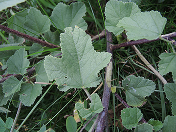 Malva thuringiaca