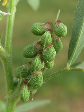 Melilotus sulcatus