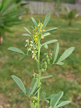 Melilotus sulcatus