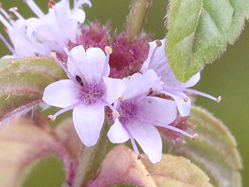 Mentha arvensis