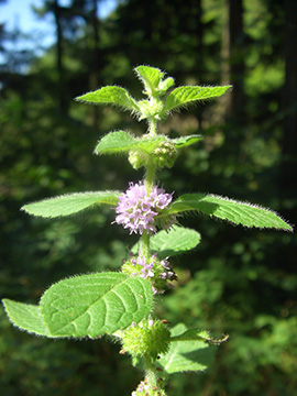 Mentha arvensis