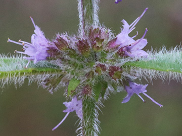 Mentha arvensis