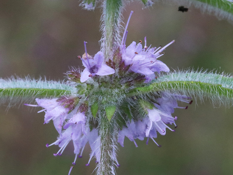 Mentha arvensis