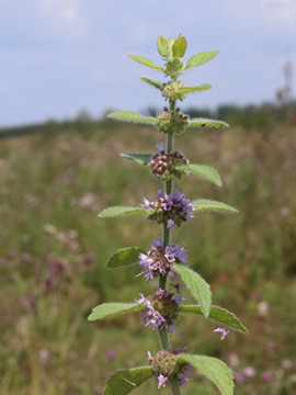 Mentha arvensis