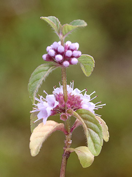 Mentha arvensis