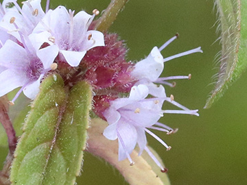 Mentha arvensis
