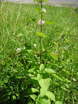 Mentha gracilis