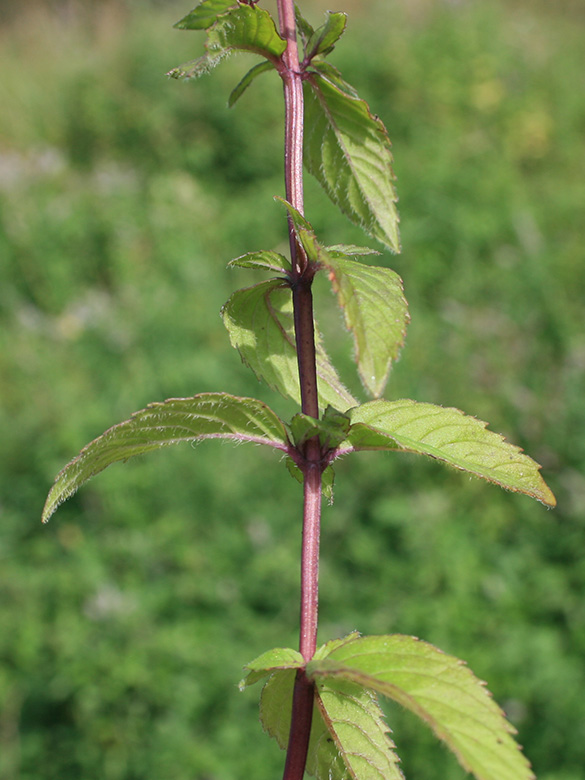 Mentha gracilis