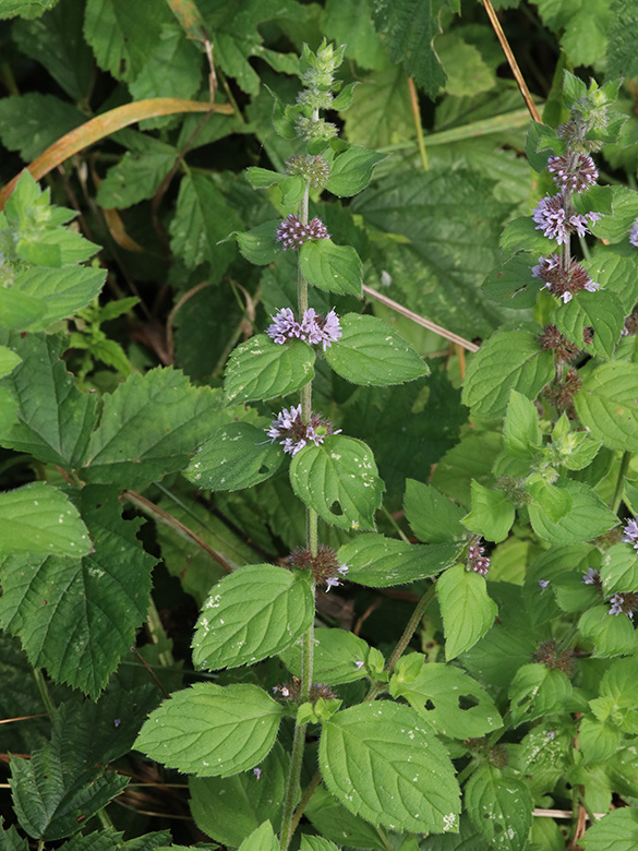 Mentha verticillata