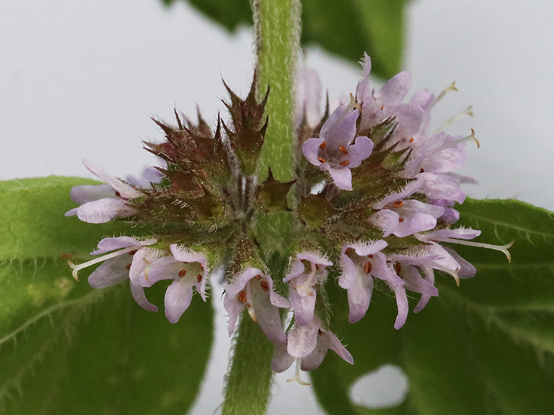 Mentha verticillata