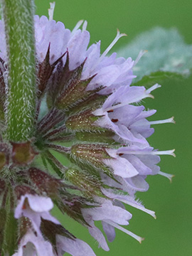 Mentha verticillata