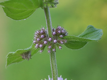 Mentha verticillata