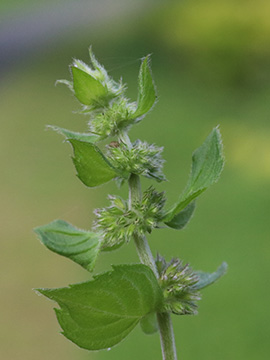 Mentha verticillata