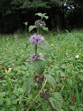 Mentha verticillata