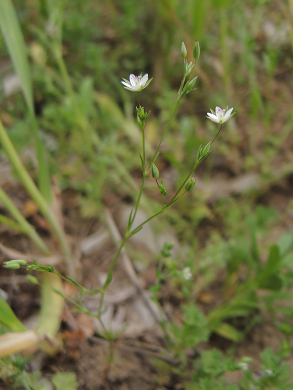Minuartia hybrida