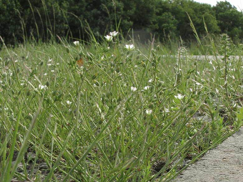 Minuartia hybrida