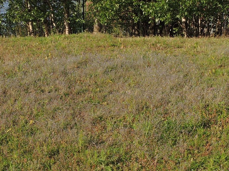 Myosotis ramosissima