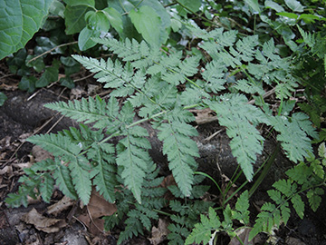 Myrrhis odorata
