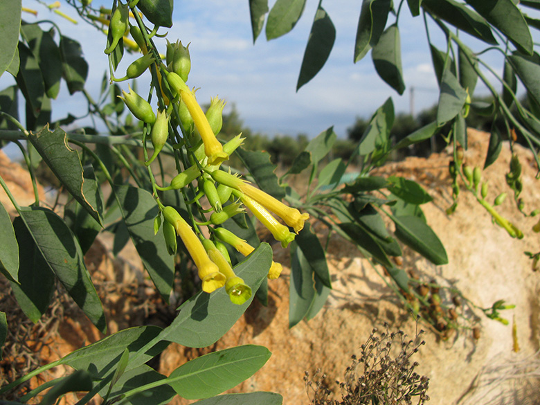 Nicotiana glauca