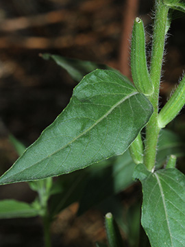 Oenothera canovirens