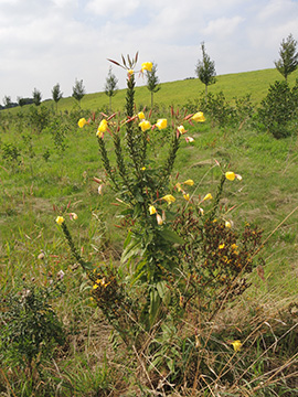 Oenothera glazioviana