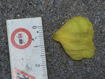 Oenothera pycnocarpa