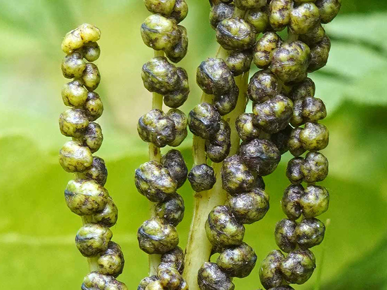 Onoclea sensibilis