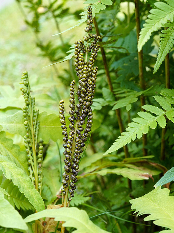 Onoclea sensibilis
