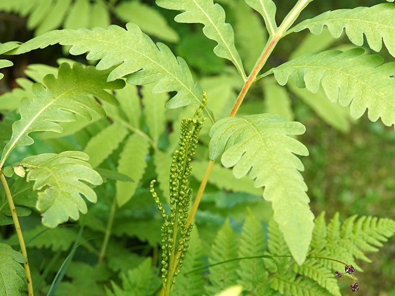 Onoclea sensibilis