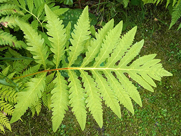 Onoclea sensibilis