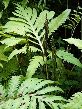 Onoclea sensibilis