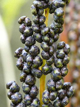 Onoclea sensibilis
