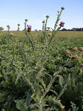 Onopordum acanthium