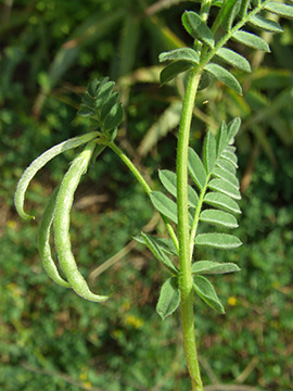 Ornithopus compressus