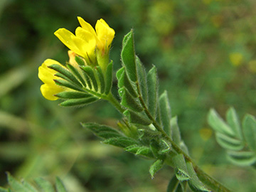 Ornithopus compressus